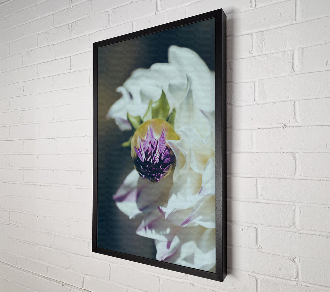 A Canvas Print of White Bloom'S Embrace Canvas Art