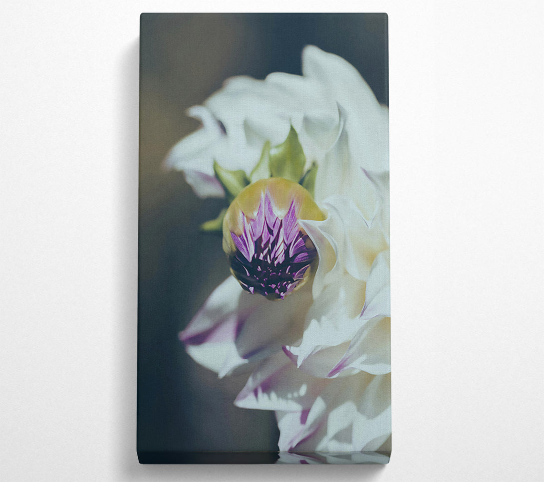  A Canvas Print of White Bloom'S Embrace Canvas Art