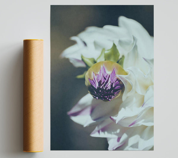 White Bloom'S Embrace Giclee Print