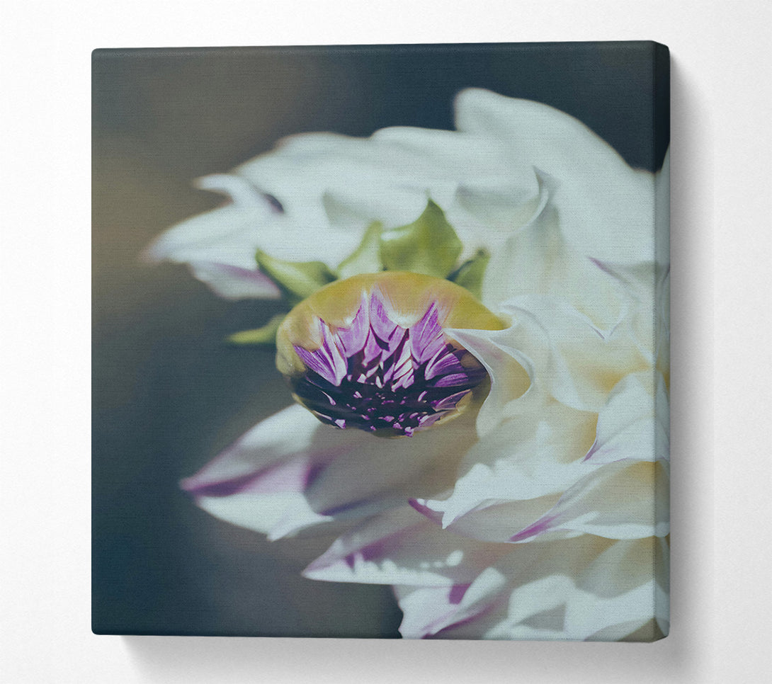  A Canvas Print of White Bloom'S Embrace Canvas Art