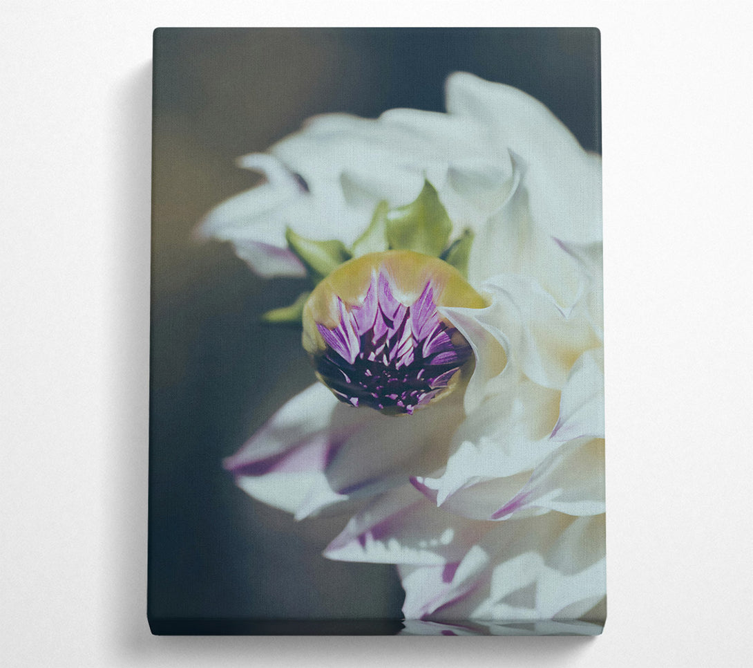  A Canvas Print of White Bloom'S Embrace Canvas Art
