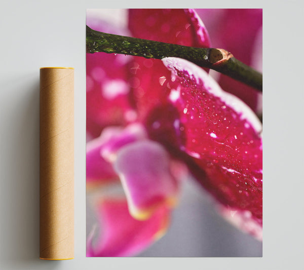 Fuchsia Petal Dewdrops Giclee Print