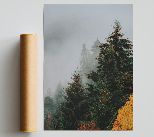 Golden Mist Pines Giclee Print