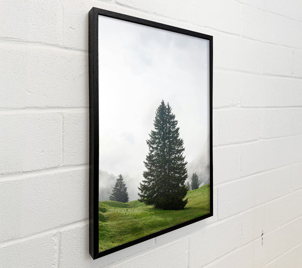 Green Pine In Fog