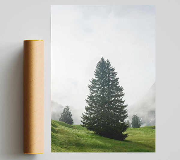 Green Pine In Fog Giclee Print
