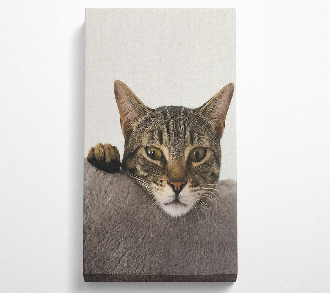 A Canvas Print of Grey Tabby Peekaboo Canvas Print