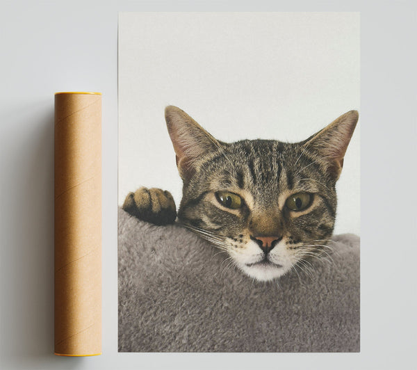 Grey Tabby Peekaboo Poster