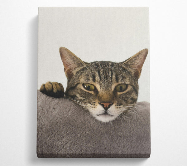  A Canvas Print of Grey Tabby Peekaboo Canvas Print