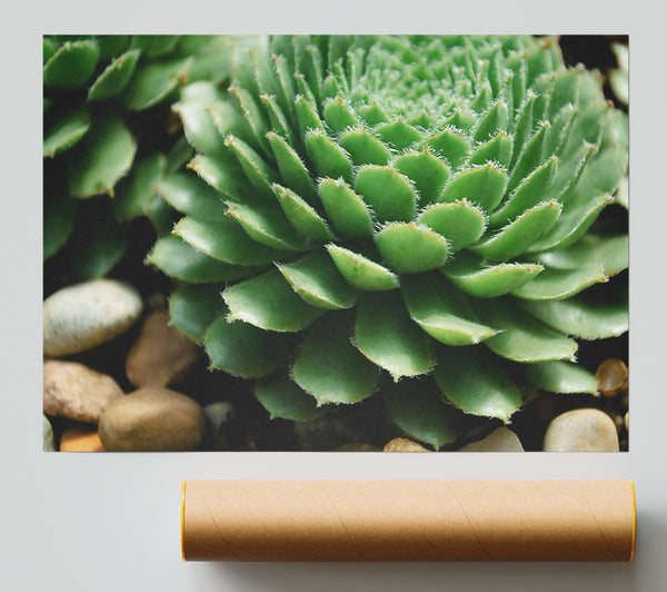 Green Succulent Bloom Giclee Print