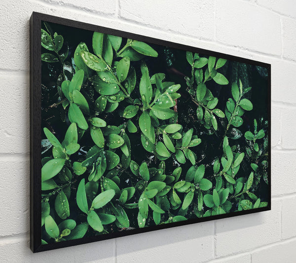 Emerald Dewdrops