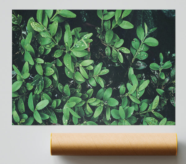 Emerald Dewdrops Giclee Print