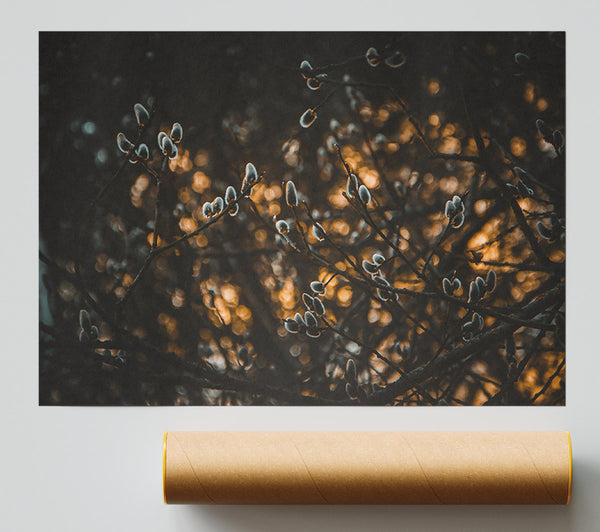 Golden Willow Buds Print