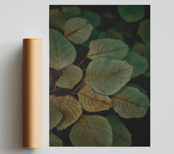 Teal Veined Leaves Giclee Print