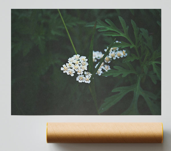 Green Shadows On White Print