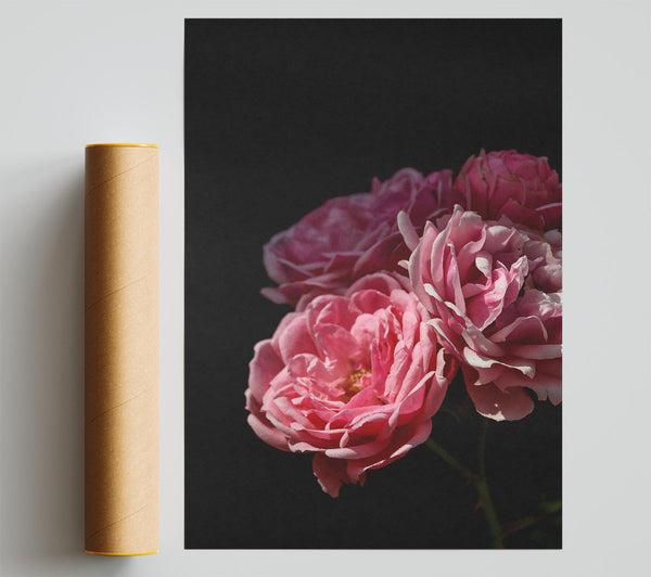 Soft Pink Blooms Poster
