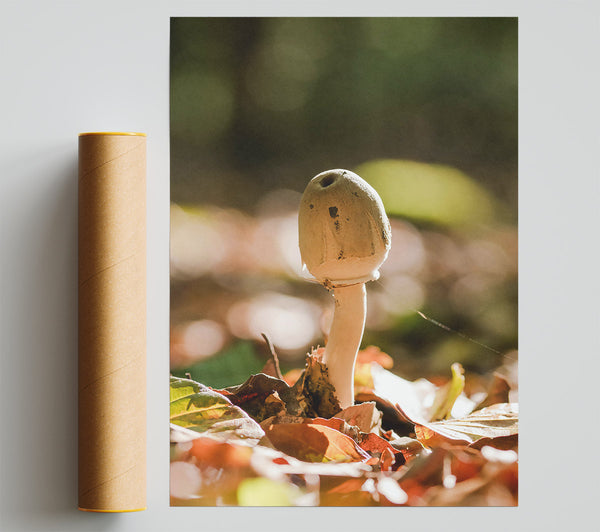 Brown Mushroom Sunbeam Giclee Print