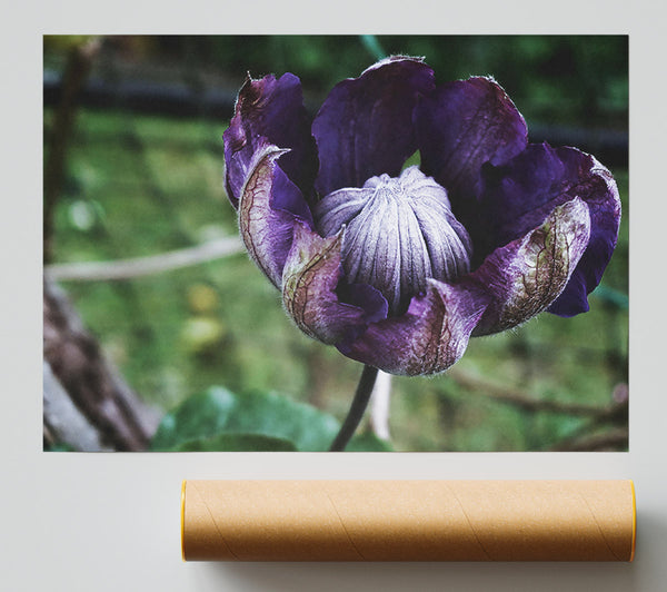 Purple Budding Bloom Poster