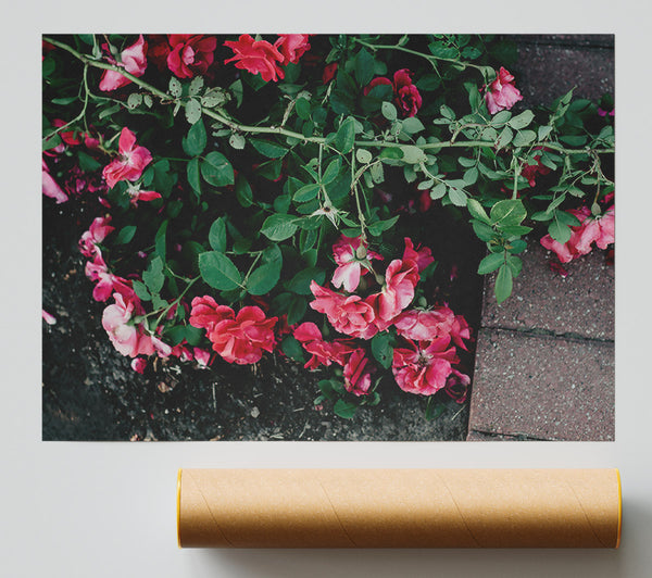 Pink Roses On Brick Path Poster