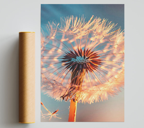 Orange Dandelion Wish Giclee Print