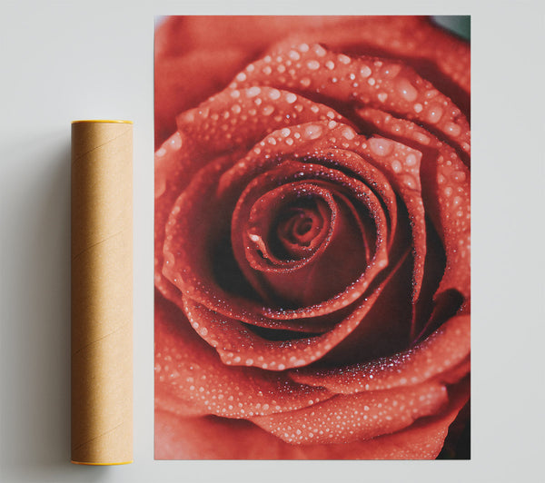 Crimson Rose Dewdrops Giclee Print