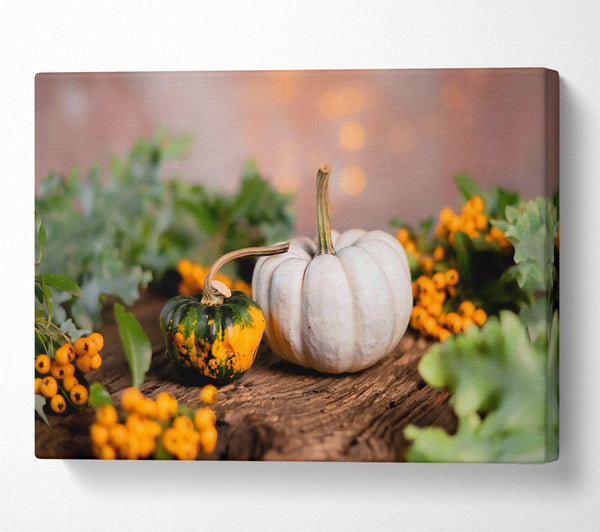  A Canvas Print of White Pumpkin Still Life Canvas Wall Art