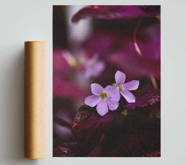 Purple Bloom'S Embrace Poster