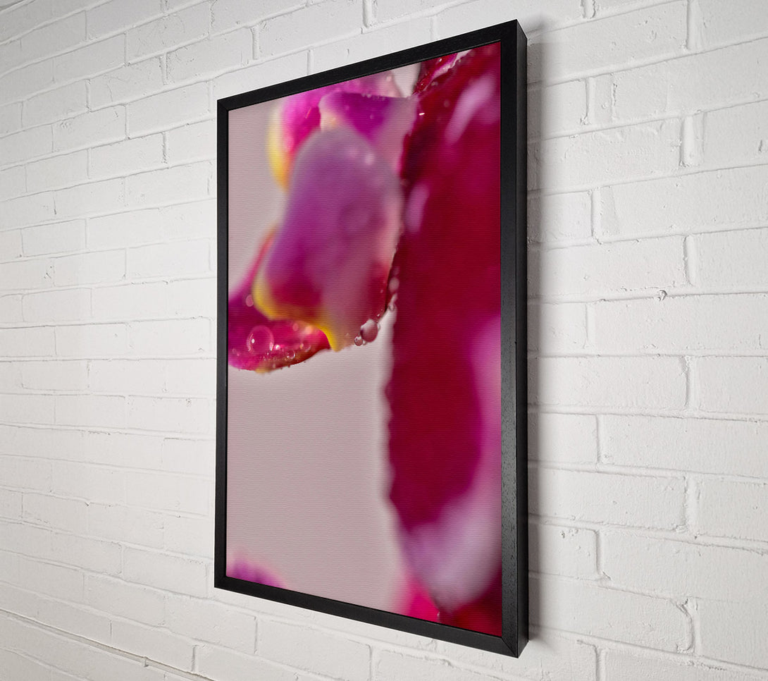  A Canvas Print of Crimson Petal Dewdrops Canvas Print