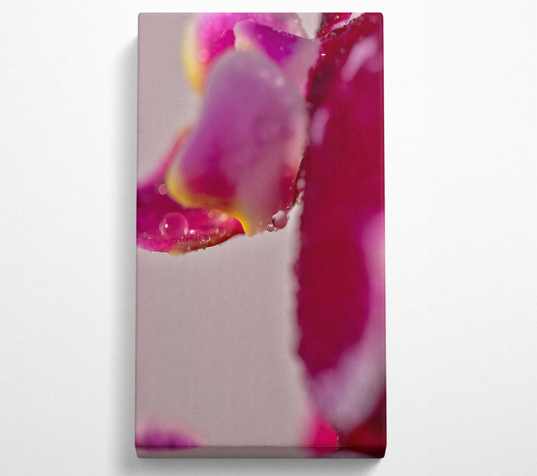  A Canvas Print of Crimson Petal Dewdrops Canvas Print