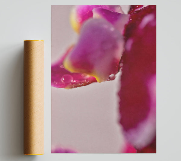 Crimson Petal Dewdrops Poster