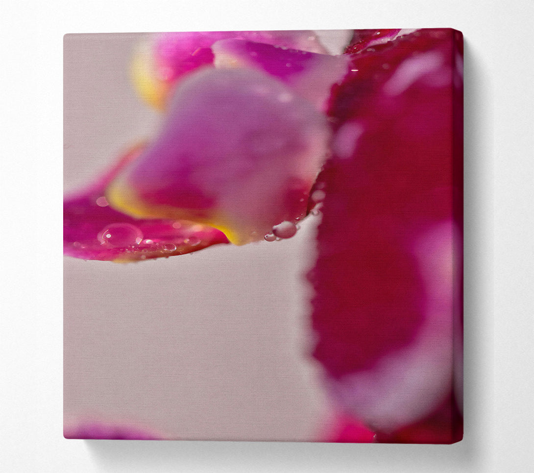  A Canvas Print of Crimson Petal Dewdrops Canvas Print