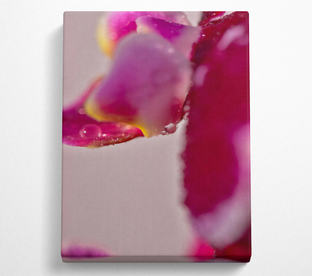  A Canvas Print of Crimson Petal Dewdrops Canvas Print