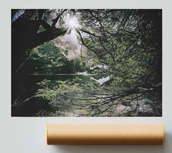 Green Light Through Branches Giclee Print