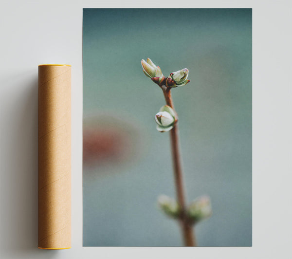 Green Budding Dreams Print