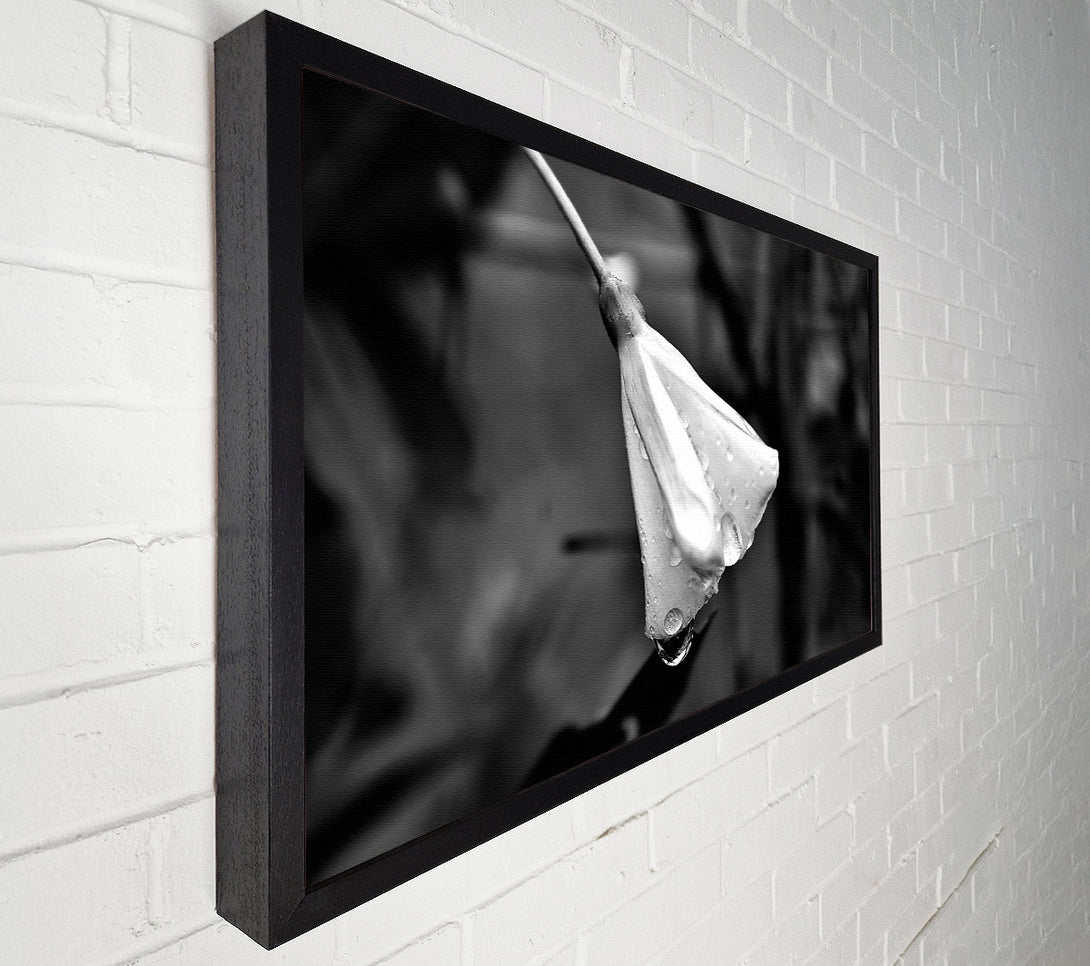  A Canvas Print of White Petal Dewdrop Canvas Print