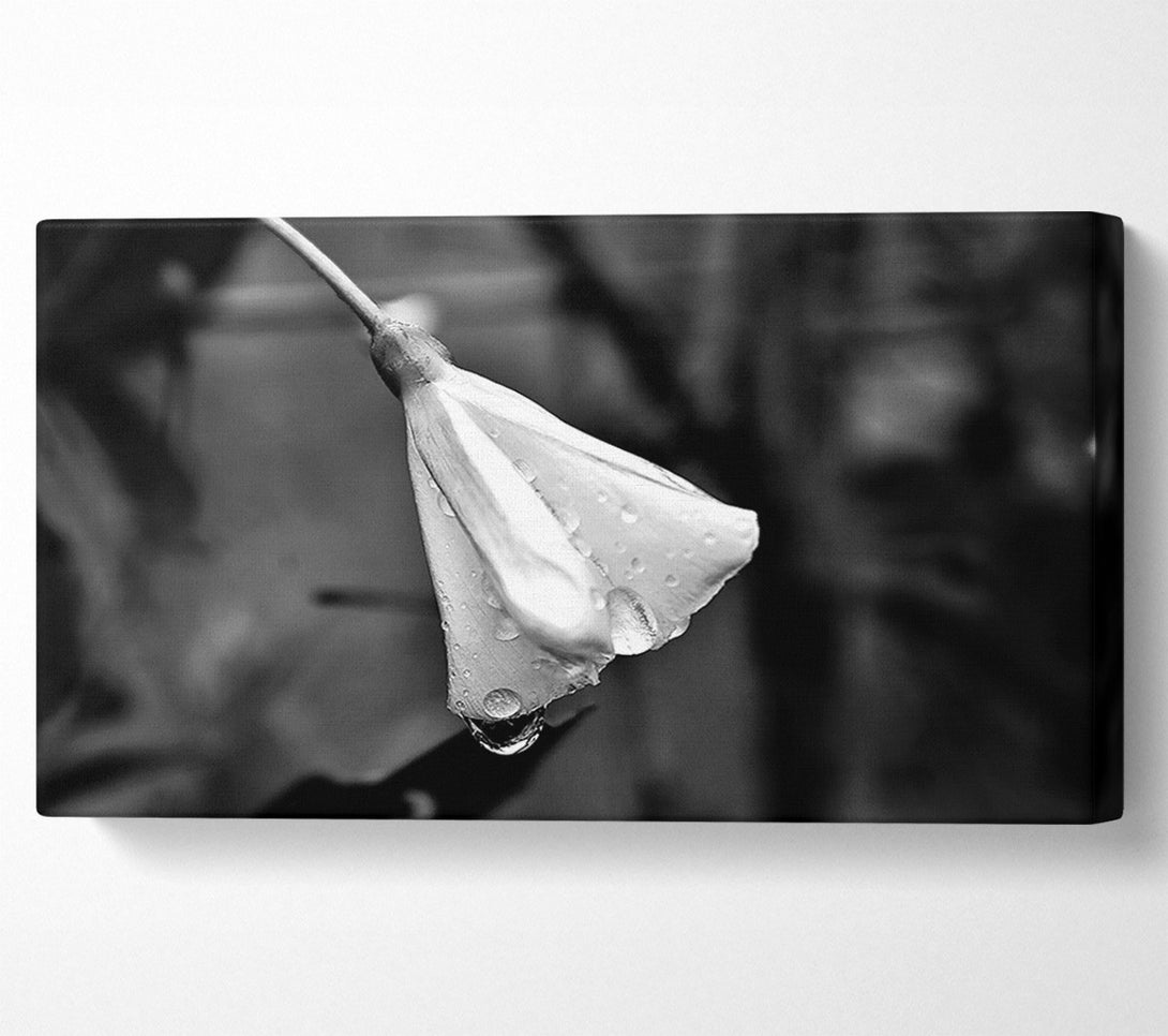  A Canvas Print of White Petal Dewdrop Canvas Print