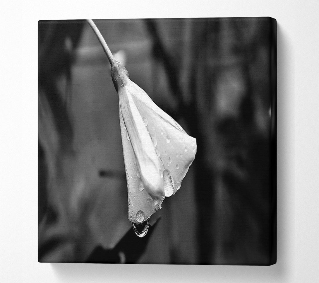  A Canvas Print of White Petal Dewdrop Canvas Print