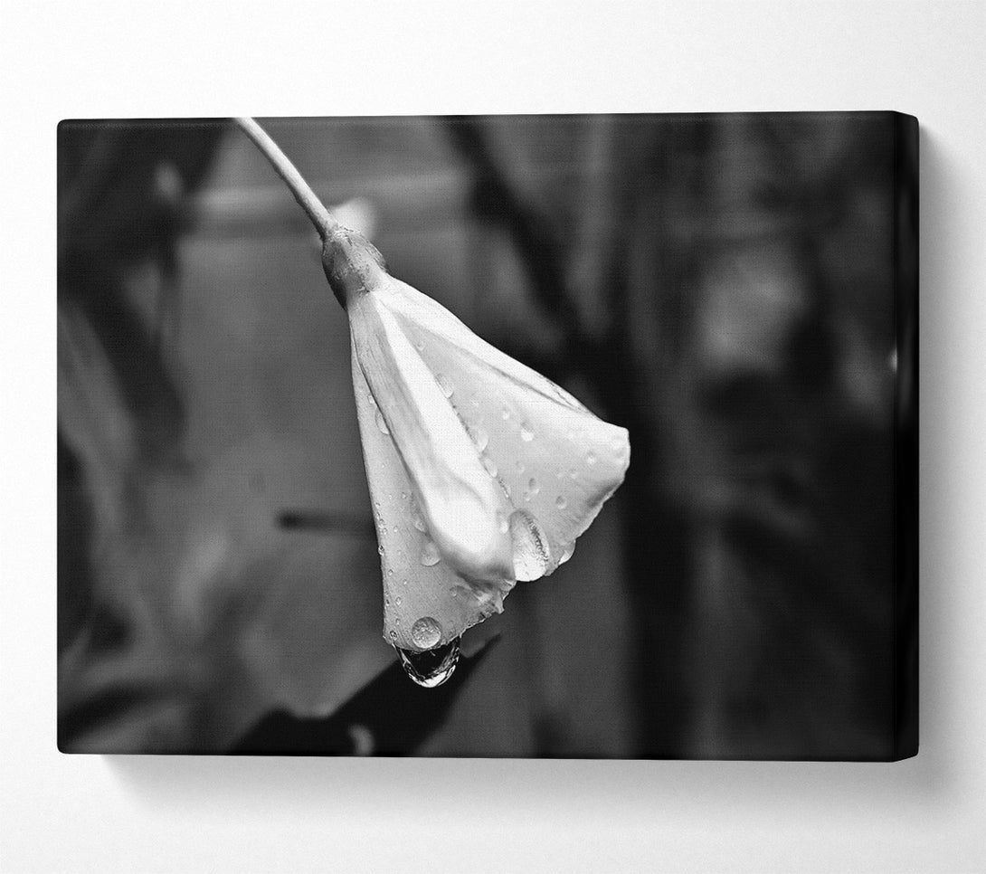  A Canvas Print of White Petal Dewdrop Canvas Print