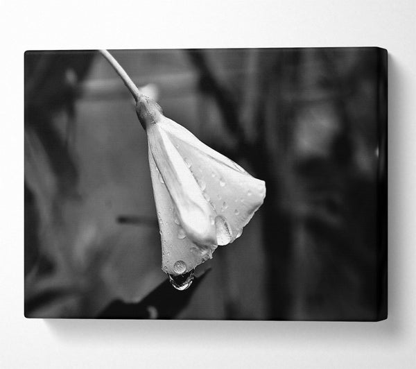  A Canvas Print of White Petal Dewdrop Canvas Print