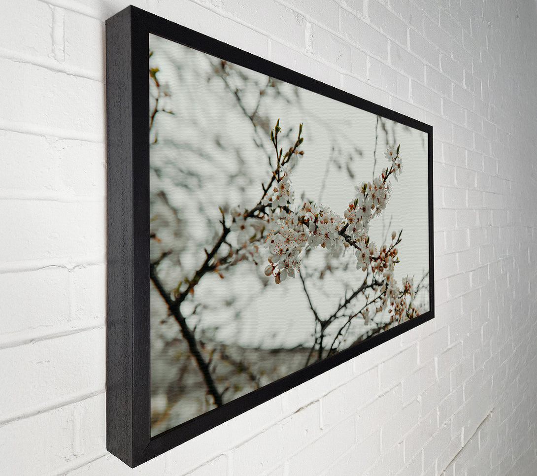  A Canvas Print of White Spring Blossoms Canvas Print