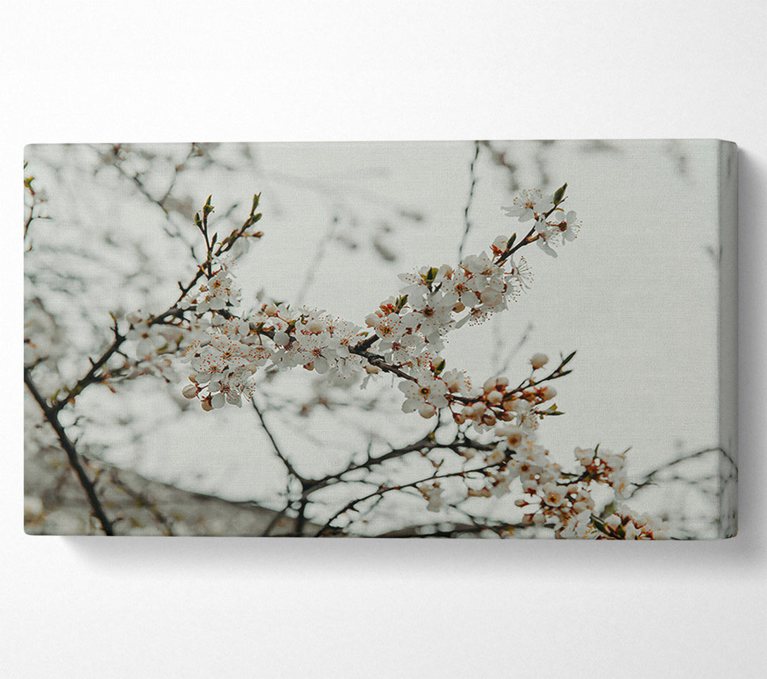  A Canvas Print of White Spring Blossoms Canvas Print