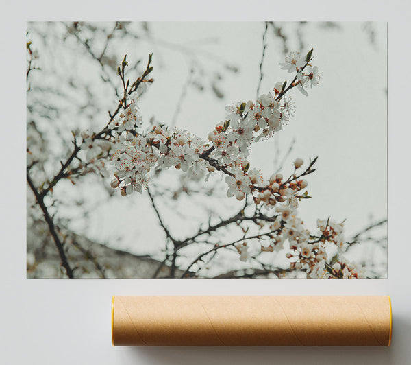 White Spring Blossoms Poster