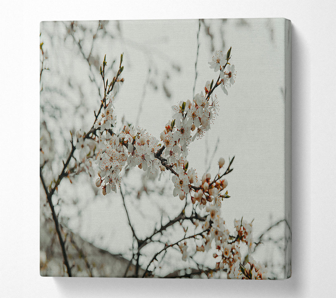  A Canvas Print of White Spring Blossoms Canvas Print