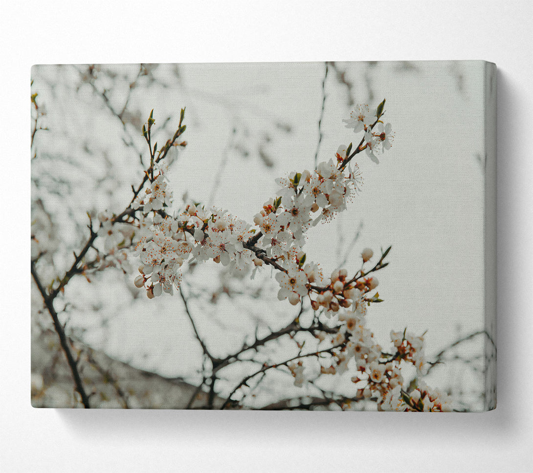  A Canvas Print of White Spring Blossoms Canvas Print