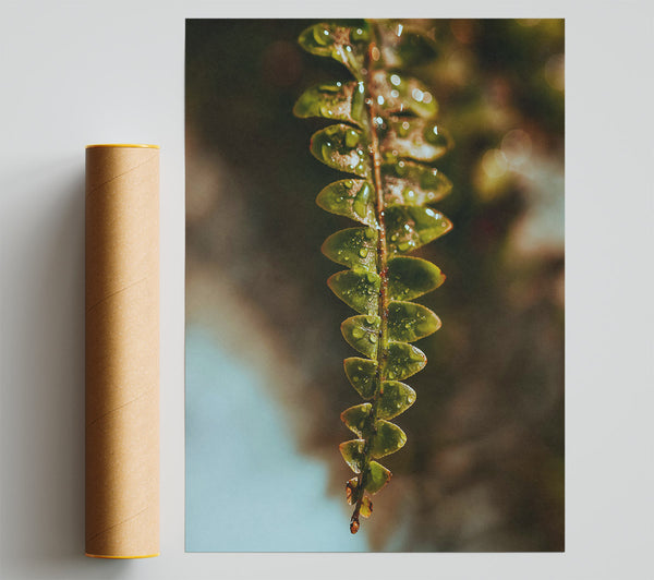 Emerald Fern Dewdrop Poster