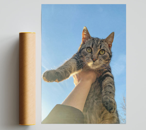 Blue Sky Tabby Poster