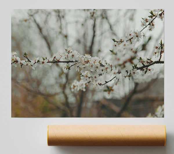 White Blooms In Spring Print