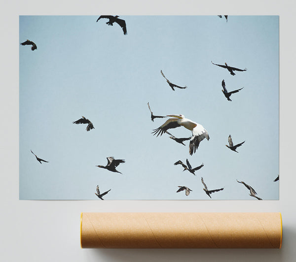 White Pelican In Blue Sky Print