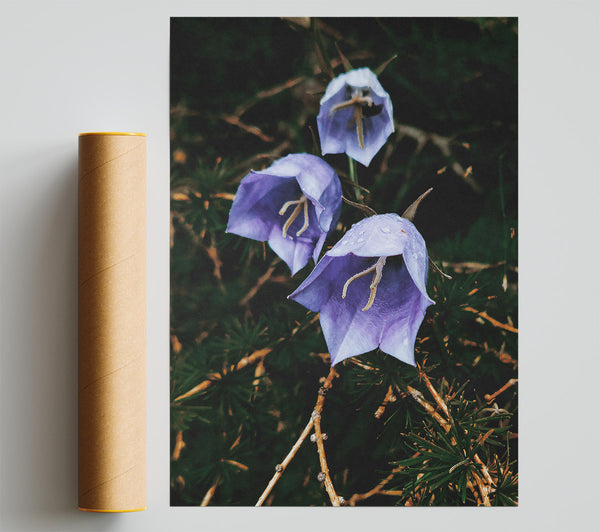 Lavender Bell Blooms Giclee Print