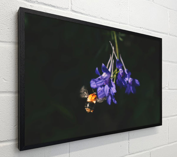 Purple Bloom Buzz