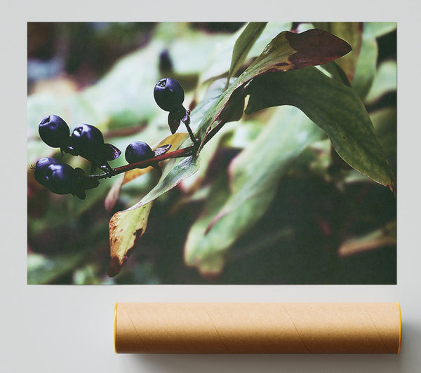 Green And Blue Berries Poster